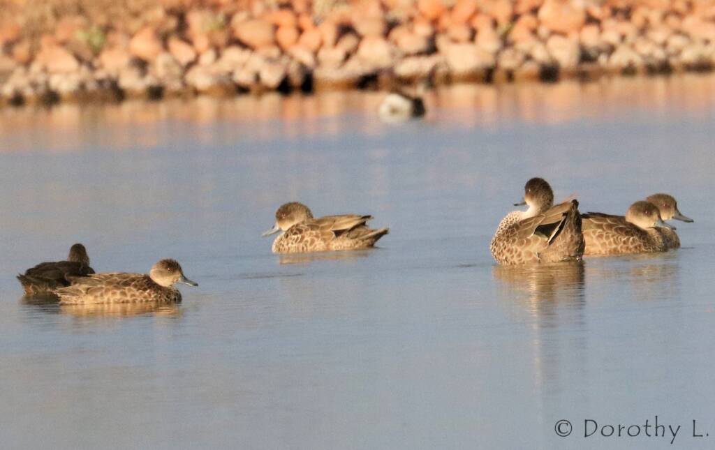 Grey Teal (Anas gracilis)