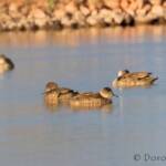 Grey Teal (Anas gracilis)