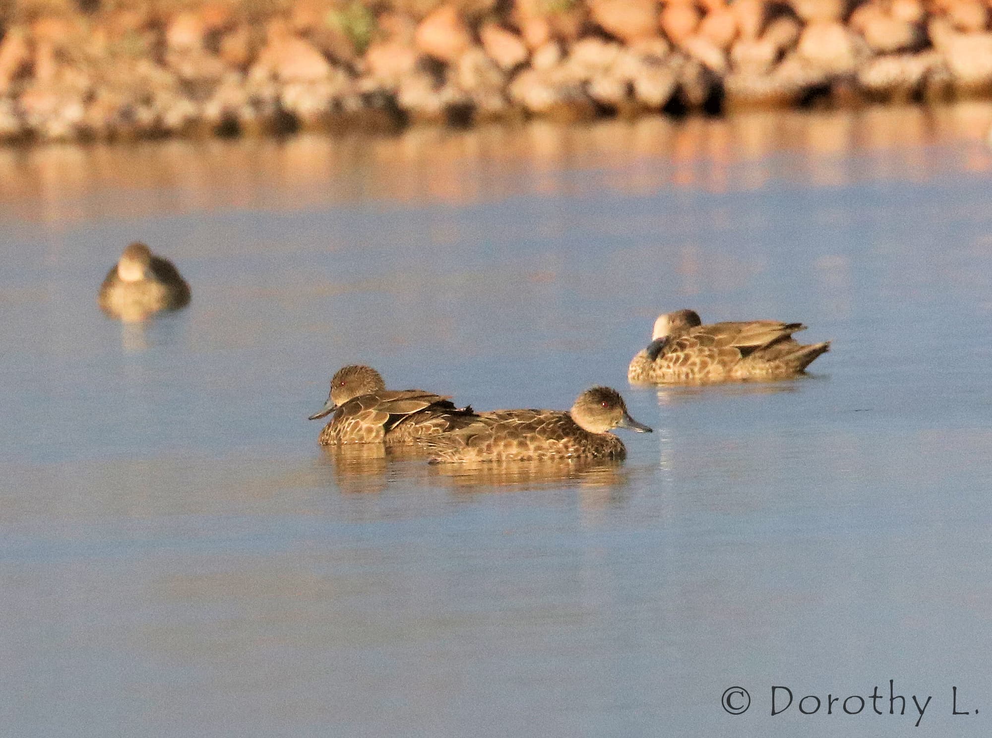 Grey Teal (Anas gracilis)