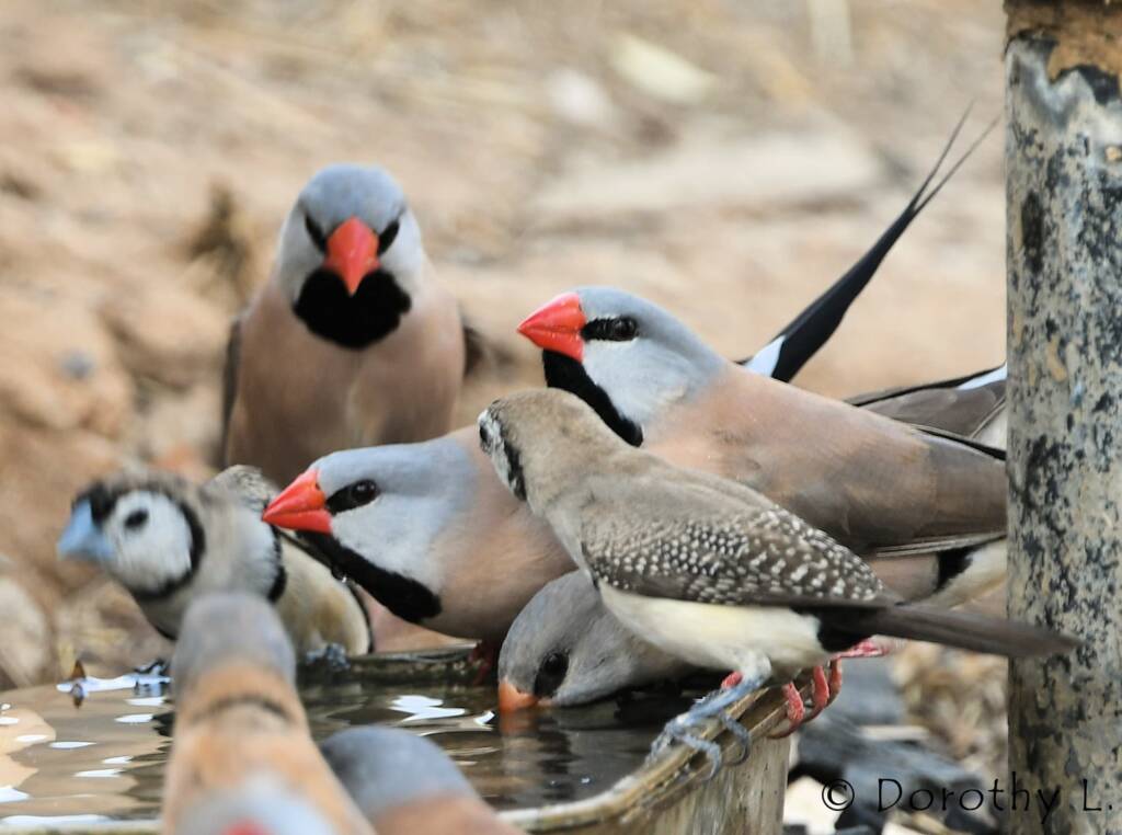 Longtail Finches and Double-barred Finches, south of Larrimah, NT