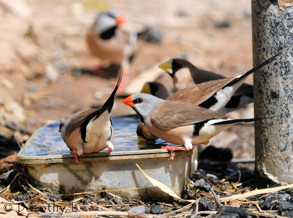 Long-tailed Finches and, Masked Finches, south of Larrimah, NT