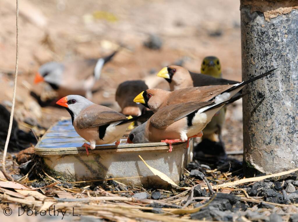 Long-tailed Finches and, Masked Finches, south of Larrimah, NT