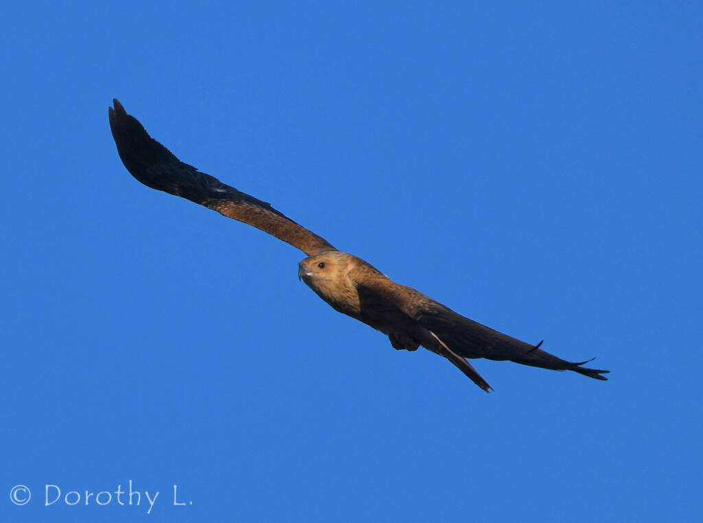 Immature Whistling Kite (Haliastur sphenurus)