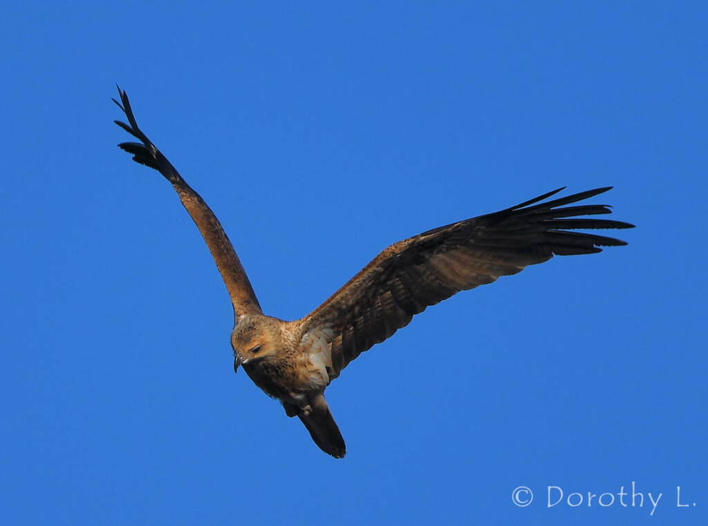 Immature Whistling Kite (Haliastur sphenurus)