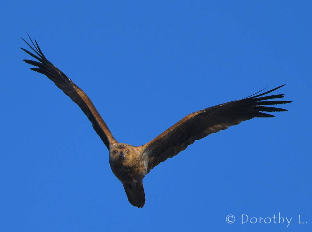 Immature Whistling Kite (Haliastur sphenurus)