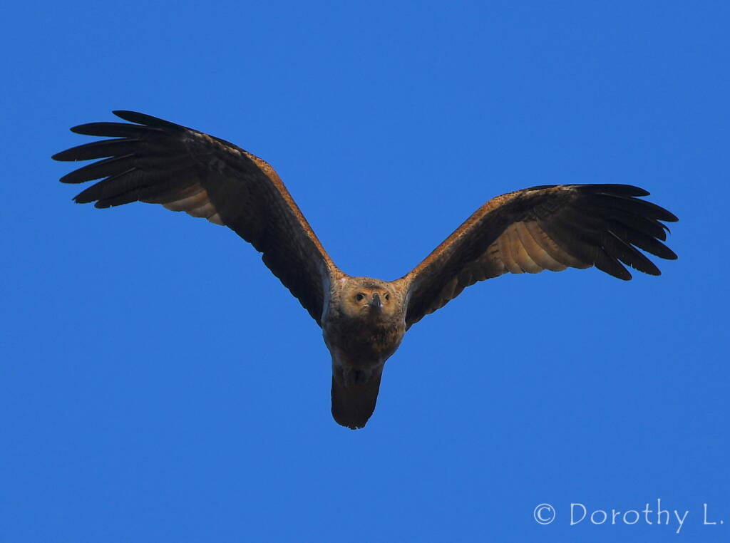 Immature Whistling Kite (Haliastur sphenurus)