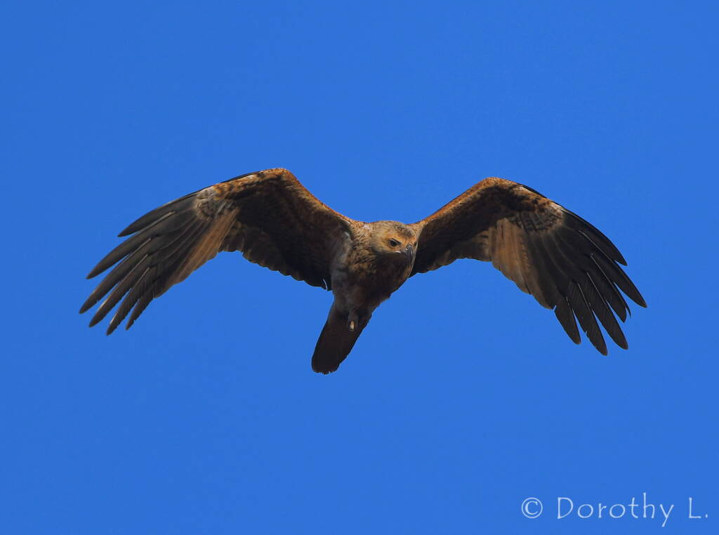 Immature Whistling Kite (Haliastur sphenurus)