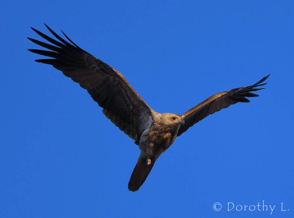 Immature Whistling Kite (Haliastur sphenurus)
