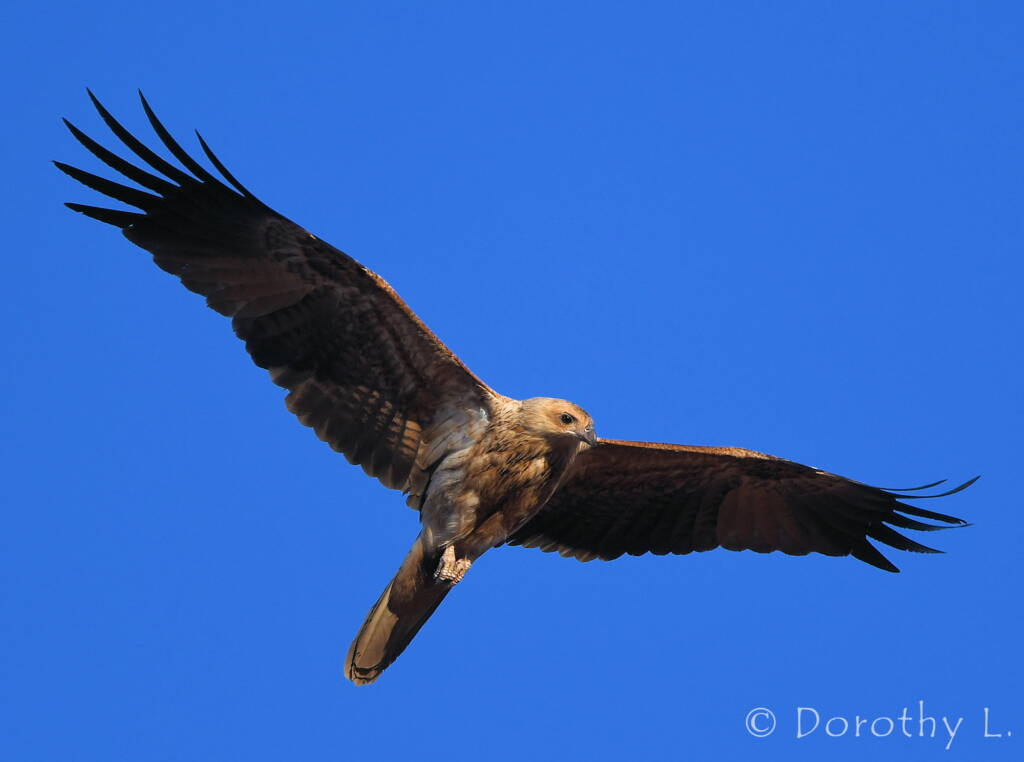 Immature Whistling Kite (Haliastur sphenurus)