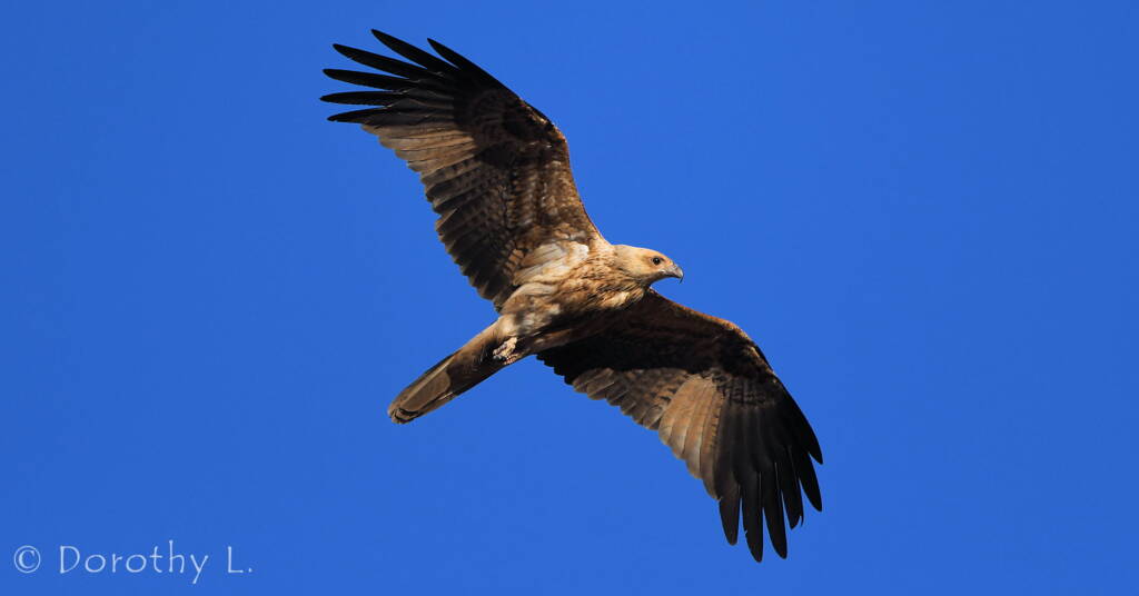 Immature Whistling Kite (Haliastur sphenurus)