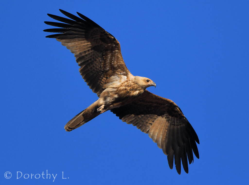 Immature Whistling Kite (Haliastur sphenurus), Alice Springs Sewage Ponds, NT © Dorothy Latimer