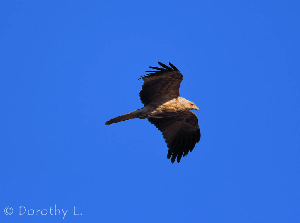 Immature Whistling Kite (Haliastur sphenurus)