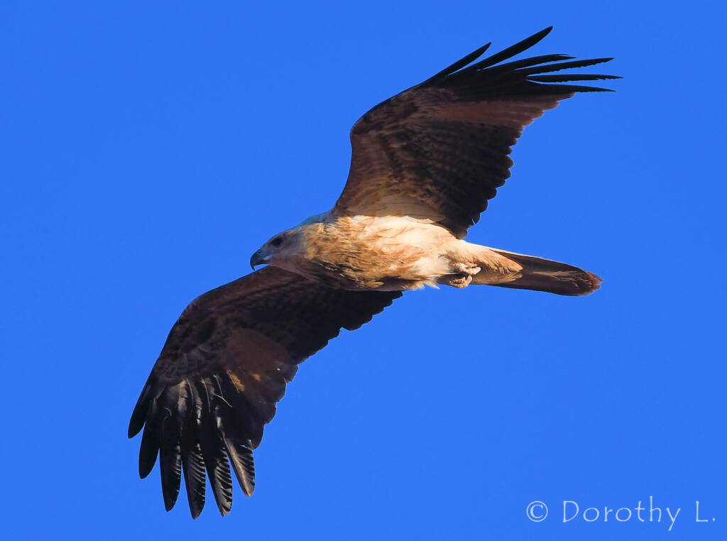 Immature Whistling Kite (Haliastur sphenurus)