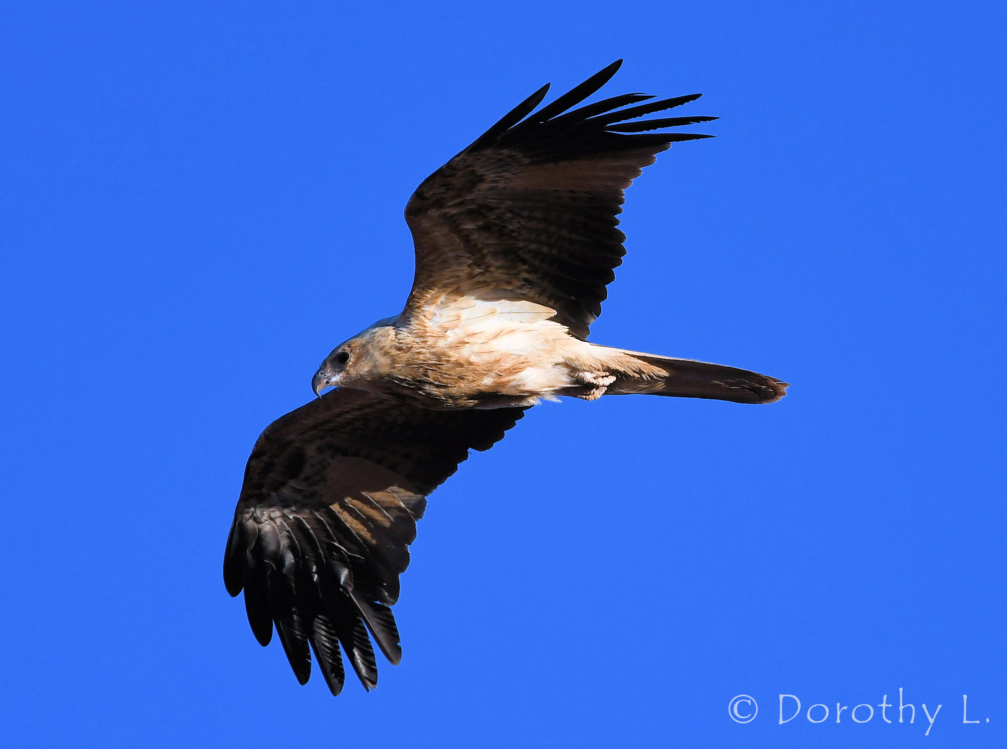 Immature Whistling Kite (Haliastur sphenurus)