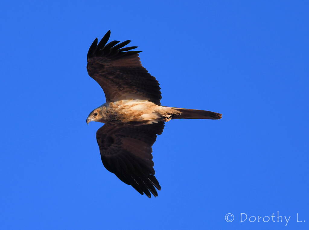 Immature Whistling Kite (Haliastur sphenurus)
