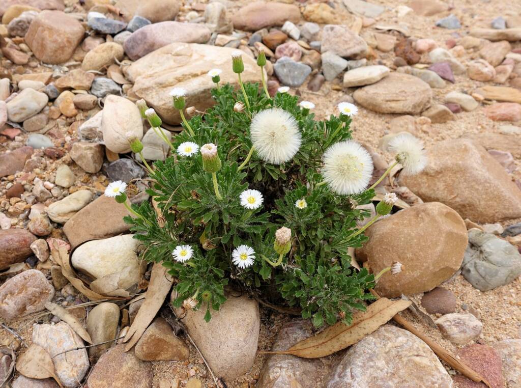 Silverton Daisy (Ixiochlamys cuneifolia)