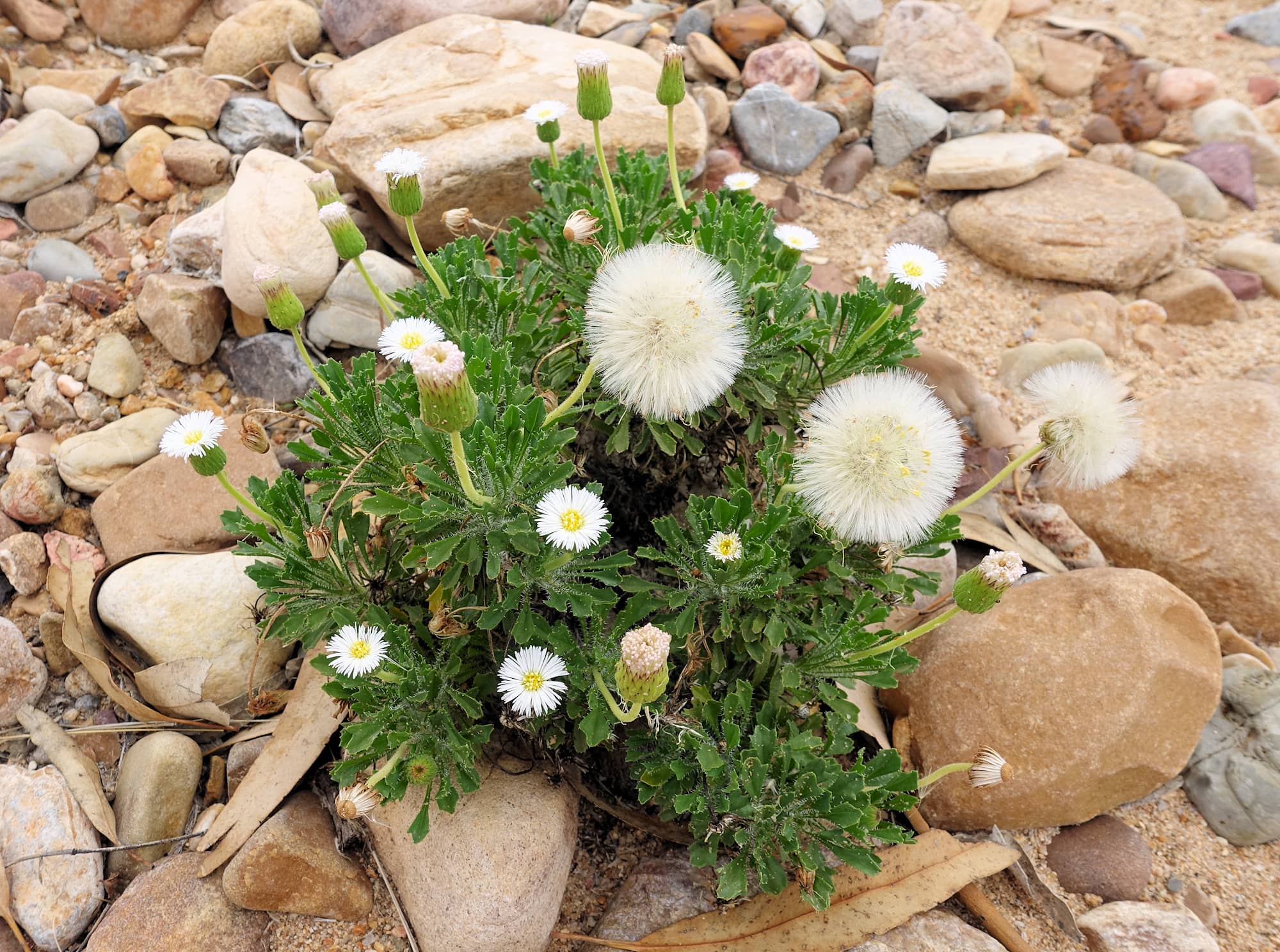 Silverton Daisy (Ixiochlamys cuneifolia)