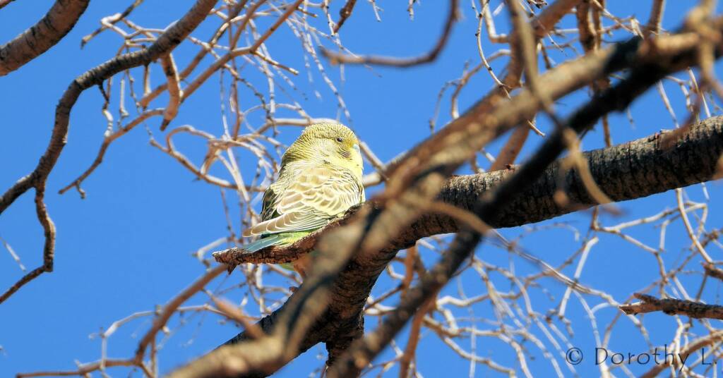 Juvenile Budgerigar (Melopsittacus undulatus)