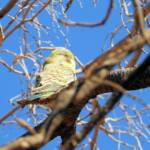 Juvenile Budgerigar (Melopsittacus undulatus)