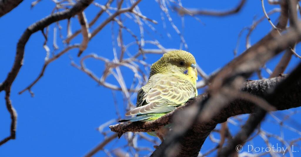 Juvenile Budgerigar (Melopsittacus undulatus)