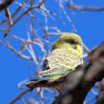 Juvenile Budgerigar (Melopsittacus undulatus)