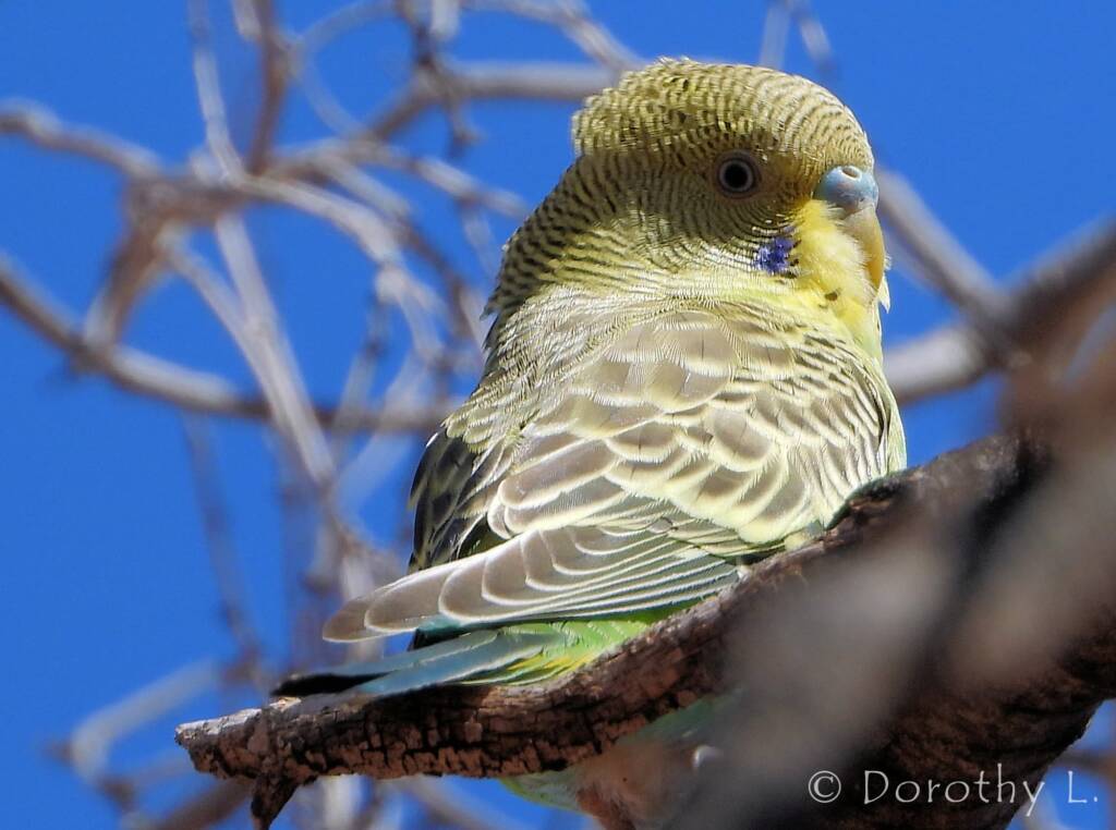 Juvenile Budgerigar (Melopsittacus undulatus)