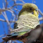 Juvenile Budgerigar (Melopsittacus undulatus)