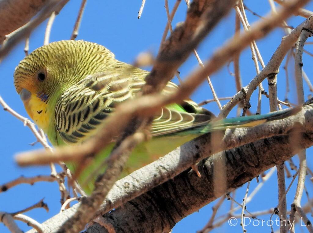 Juvenile Budgerigar (Melopsittacus undulatus)