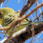 Juvenile Budgerigar (Melopsittacus undulatus)