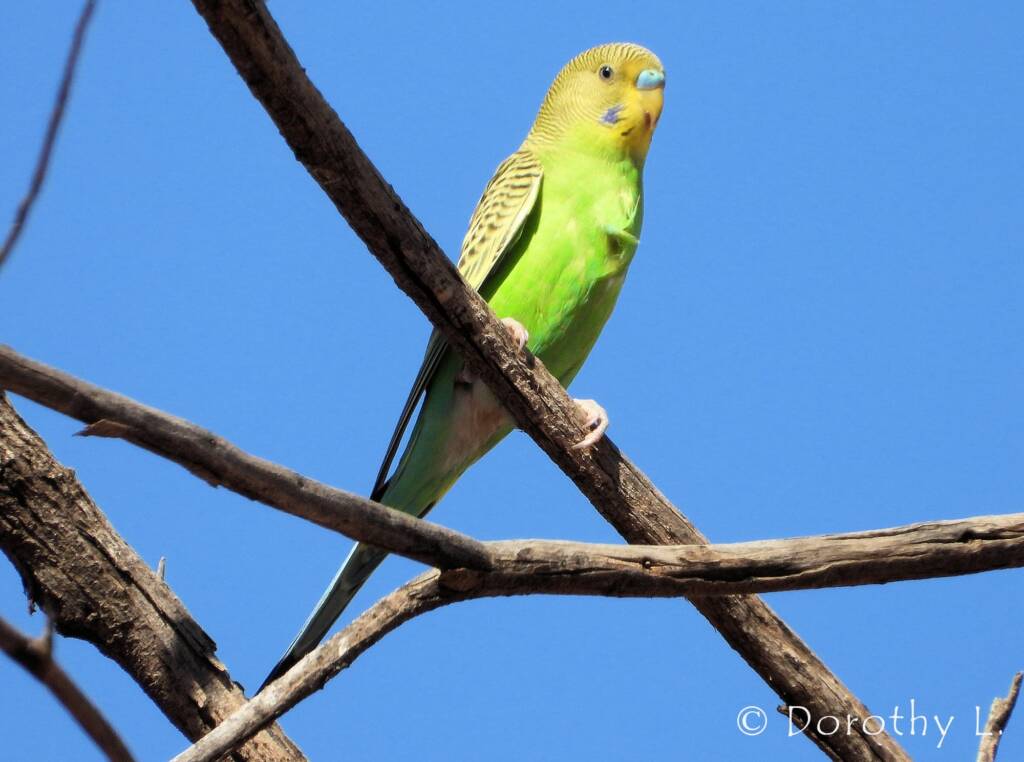 Juvenile Budgerigar (Melopsittacus undulatus)
