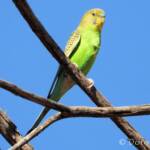 Juvenile Budgerigar (Melopsittacus undulatus)