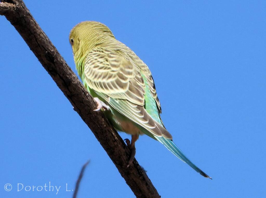 Juvenile Budgerigar (Melopsittacus undulatus)