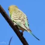 Juvenile Budgerigar (Melopsittacus undulatus)