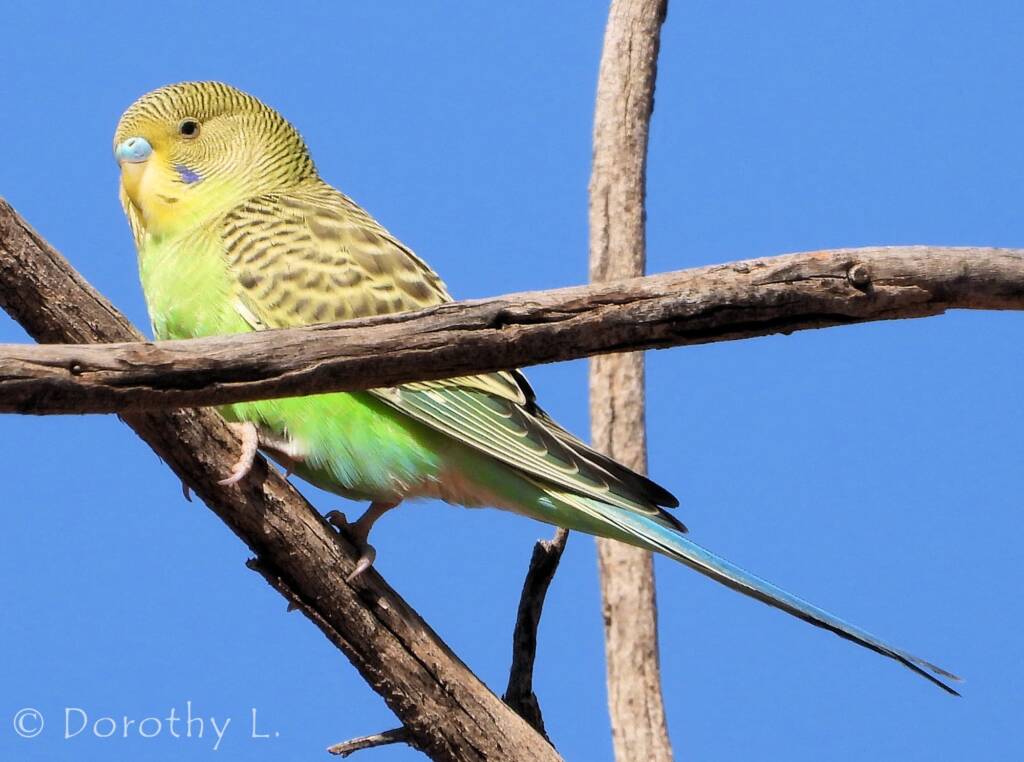 Juvenile Budgerigar (Melopsittacus undulatus)
