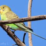 Juvenile Budgerigar (Melopsittacus undulatus)