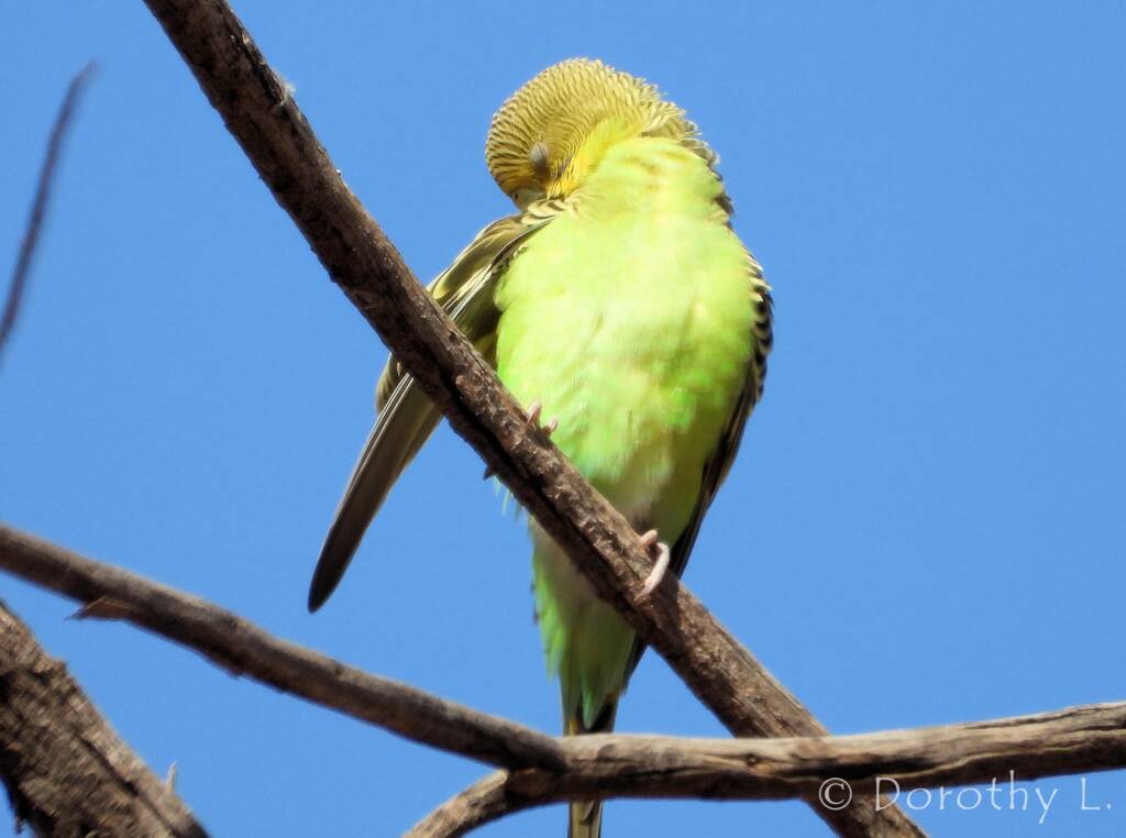 Juvenile Budgerigar (Melopsittacus undulatus)