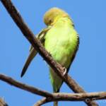 Juvenile Budgerigar (Melopsittacus undulatus)