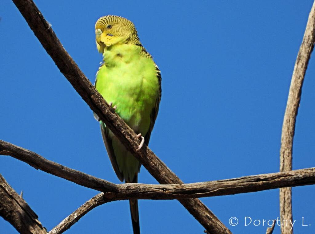 Juvenile Budgerigar (Melopsittacus undulatus)