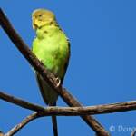 Juvenile Budgerigar (Melopsittacus undulatus)