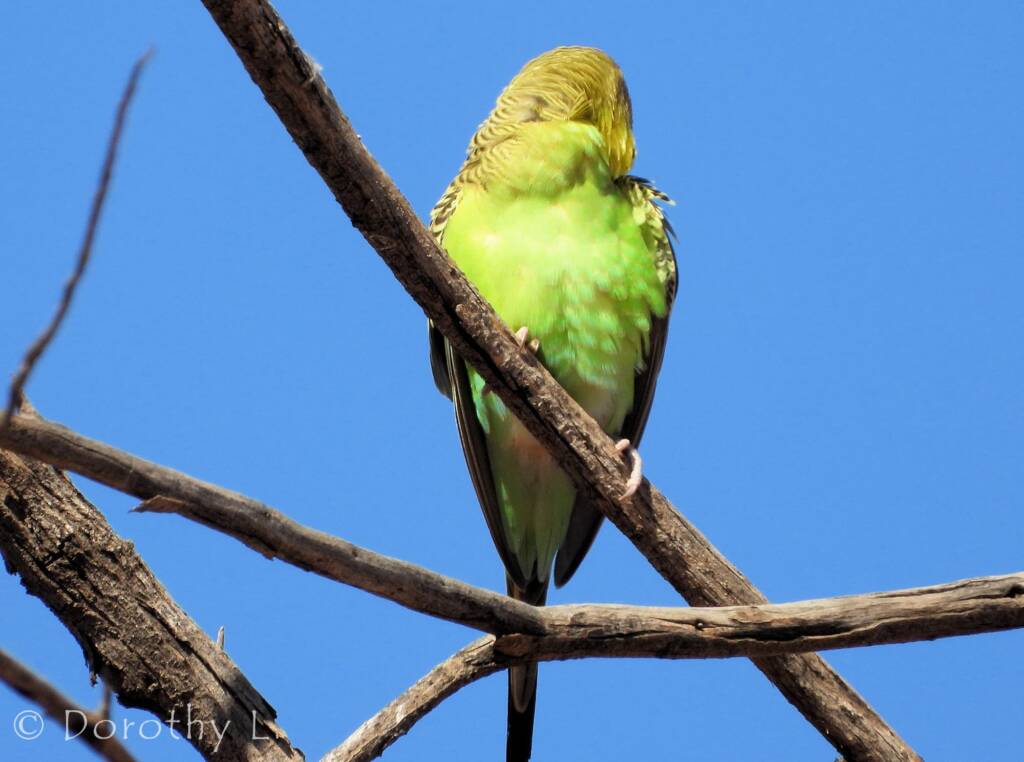 Juvenile Budgerigar (Melopsittacus undulatus)