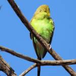Juvenile Budgerigar (Melopsittacus undulatus)