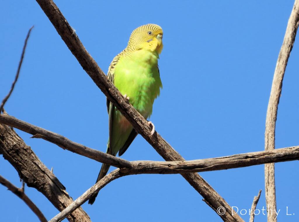 Juvenile Budgerigar (Melopsittacus undulatus)