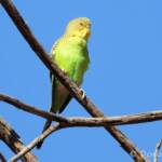 Juvenile Budgerigar (Melopsittacus undulatus)