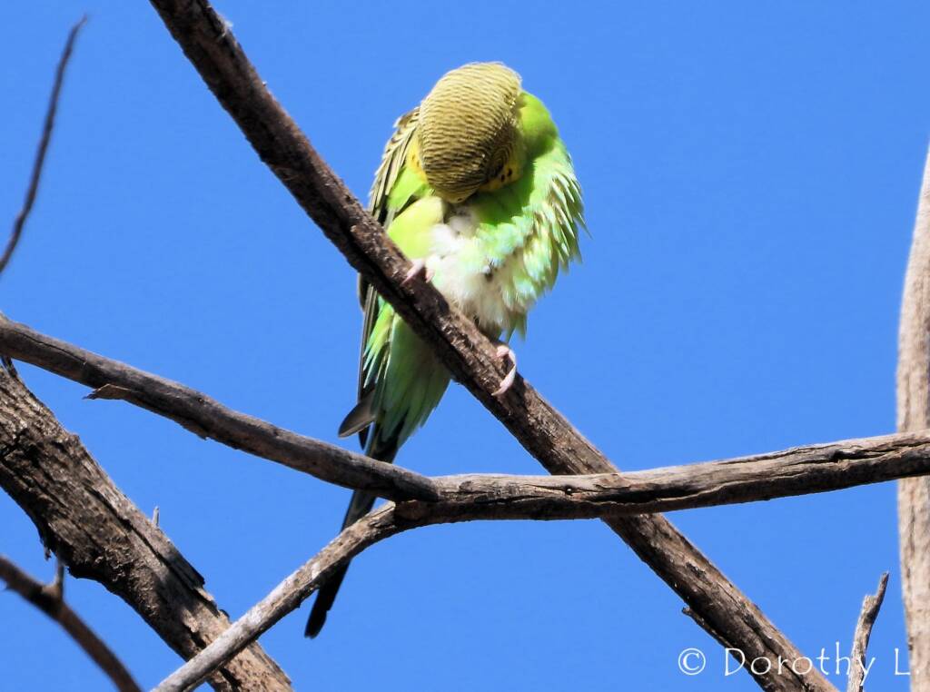 Juvenile Budgerigar (Melopsittacus undulatus)