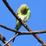 Juvenile Budgerigar (Melopsittacus undulatus)