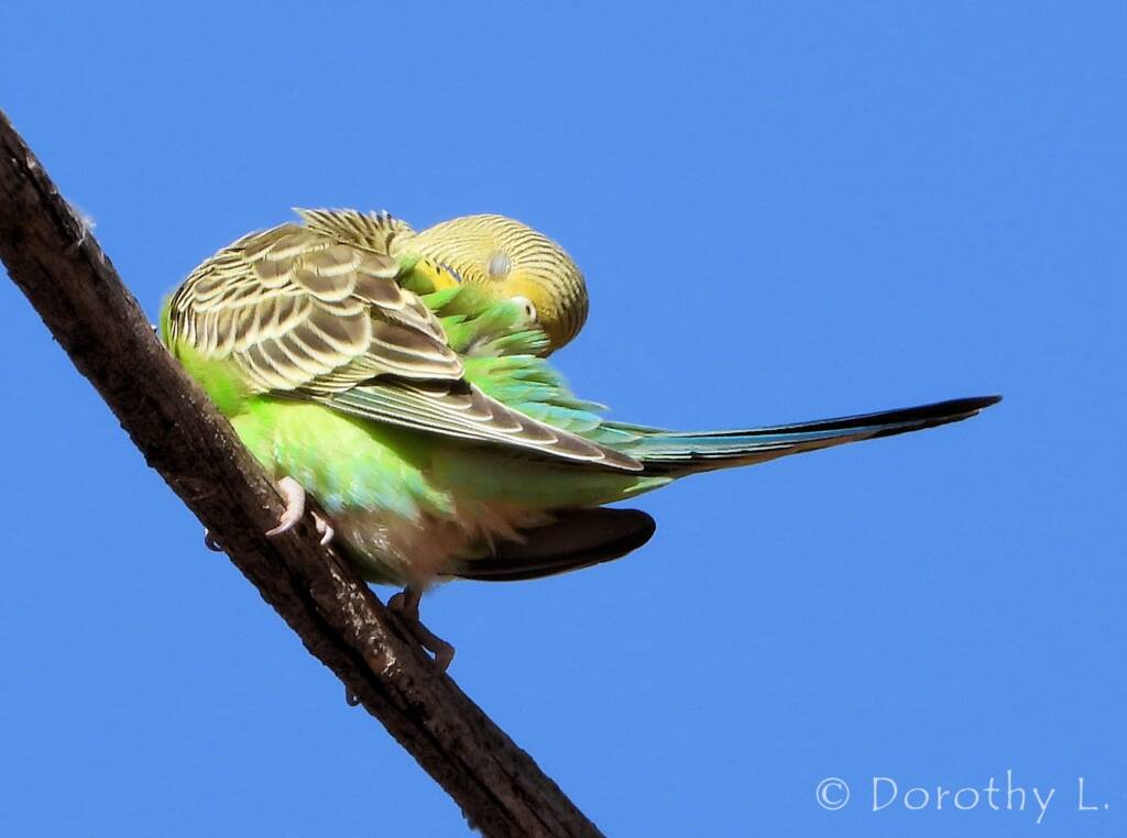 Juvenile Budgerigar (Melopsittacus undulatus)