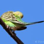Juvenile Budgerigar (Melopsittacus undulatus)