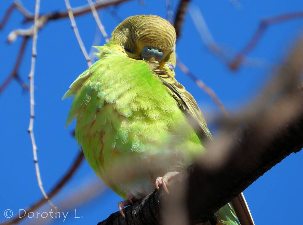 Juvenile Budgerigar (Melopsittacus undulatus)