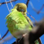 Juvenile Budgerigar (Melopsittacus undulatus)