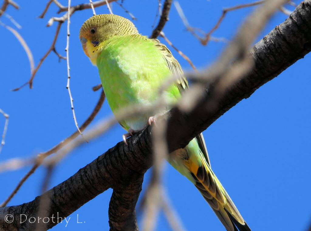 Juvenile Budgerigar (Melopsittacus undulatus)